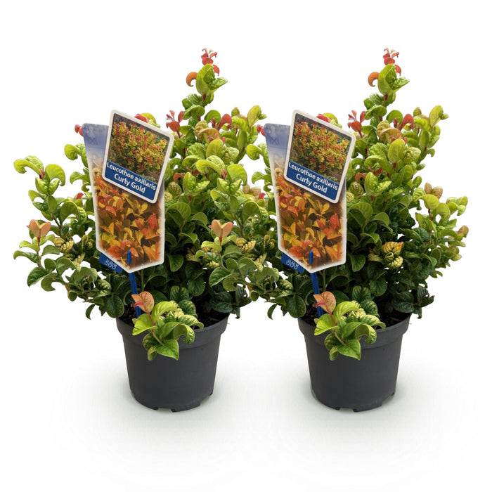 Leucothoe Curly Gold - Geel - 2 Planten - Groenblijvend - Weinig Onderhoud - Pot 17cm Hoogte 40cm