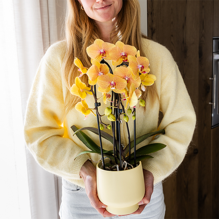 Orquídea Phalaenopsis naranja, maceta de 12 cm de diámetro | Sunny Bunny | planta de interior con flores