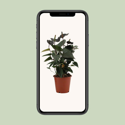 Anthurium Black Love - ↕36cm - Ø12cm