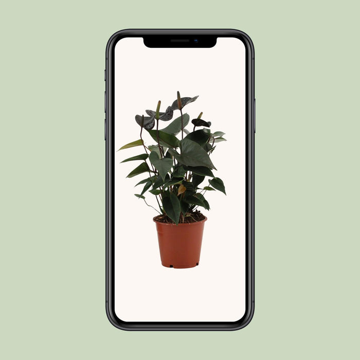 Anthurium Black Love - ↕36cm - Ø12cm