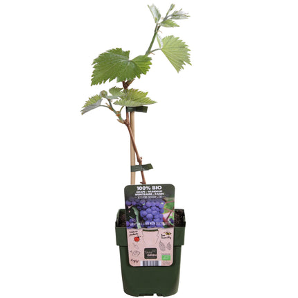 Vitis Vinifera 'Boskoop Glory' - Blue grape - ↕45cm - Ø13cm