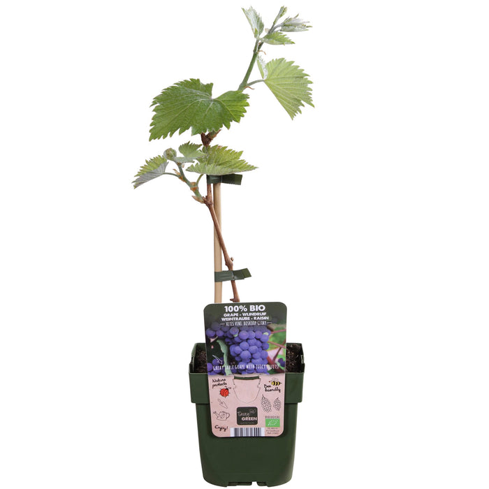 Vitis Vinifera 'Boskoop Glory' - Blauwe druif - ↕45cm - Ø13cm