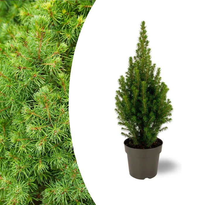 Kerstboompje - Picea glauca Perfecta - Witte Spar - ↕40cm - Ø15cm