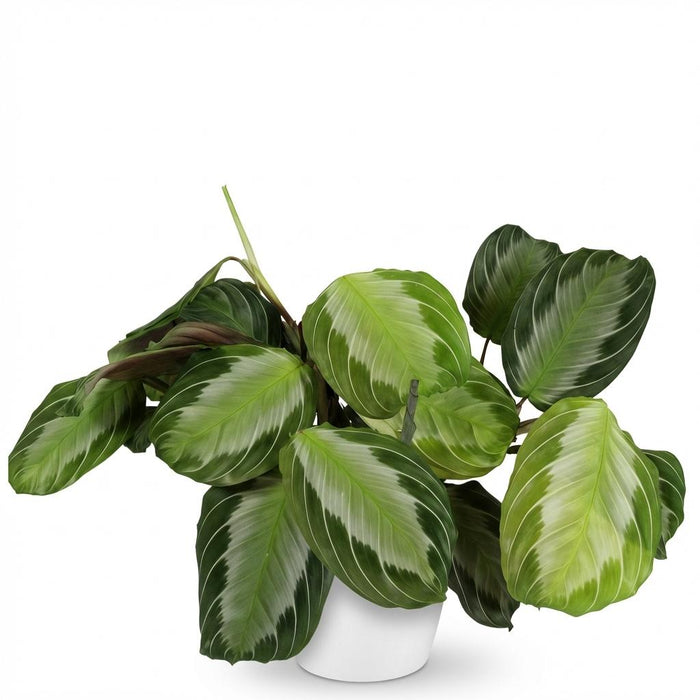 Maranta Fascinator Silverband - Gebedsplant - met witte plantenpot - ↕25cm - Ø12cm