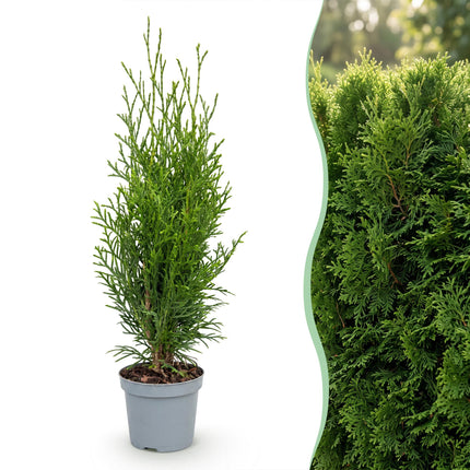 Thuja occidentalis Smaragd - Levensboom - 16x Haagplanten - Groenblijvend - Groen - Pot 9cm - Hoogte 20-30cm