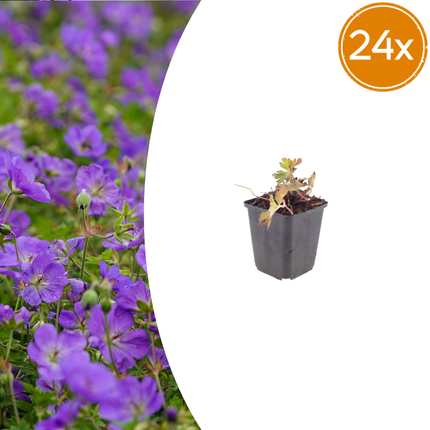 Geranium 'Azure Rush' - Żurawik - ↕10-25cm - Ø9cm - 24x