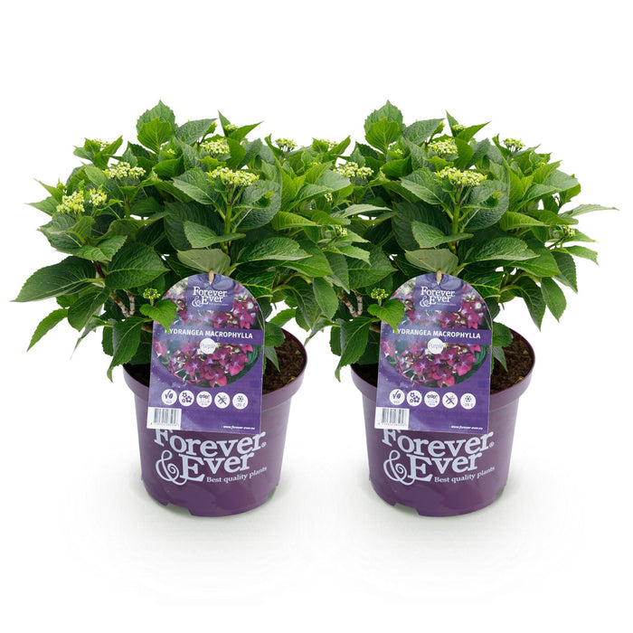 Terrasplant - Hortensia - Hydrangea Forever & Ever - Paars - 7-12 Bloemen - 2 Planten - Pot 23cm Hoogte 55cm