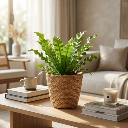 Asplenium Crispy Wave - met Mand - ↕30cm - Ø12cm - 4x