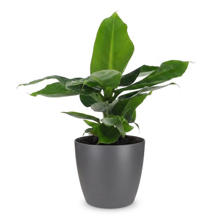 Musa Oriental Dwarf - Dwergbanaan - met grijze pot - ↕30cm - Ø12cm
