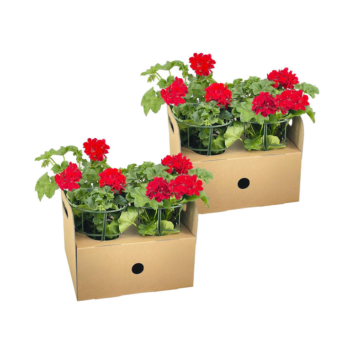 Hanggeranium - Pelargonium peltatum Rood Ø12 cm - ↕20 cm - 8x
