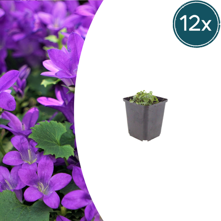 Campanula portenschlagiana - Dalmatian bellflower - ↕10-25cm - Ø9cm - 12x