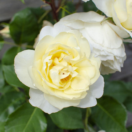 Rosa Crazy in love 'Vanilla' - Cremefarbenes Rosa - ↕65cm - Ø15cm