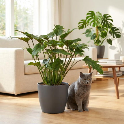Philodendron Xanadu - met grijze pot - ↕60cm - Ø19cm