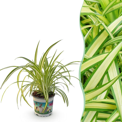 Chlorophytum comosum Variegatum - Lis panaché - ↕20cm - Ø12cm