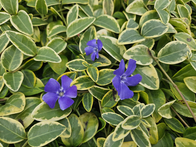 Vinca minor 'Blue and Gold' - Petite pervenche - ↕10-25cm - Ø9cm - 6x