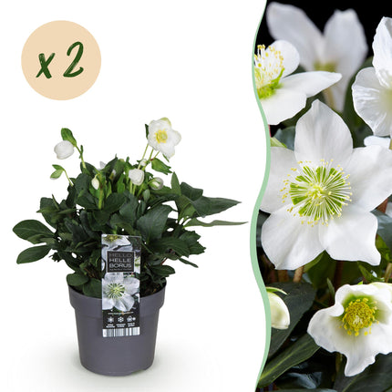 Kerstroos - Helleborus Christmas Carol  - Witte Bloem - ↕30cm - Ø14cm - 2x