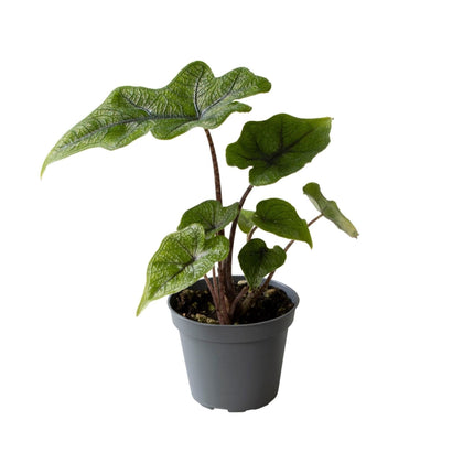 Alocasia Jacklyn - Groen - Tropisch - Ø6cm - ↕10cm