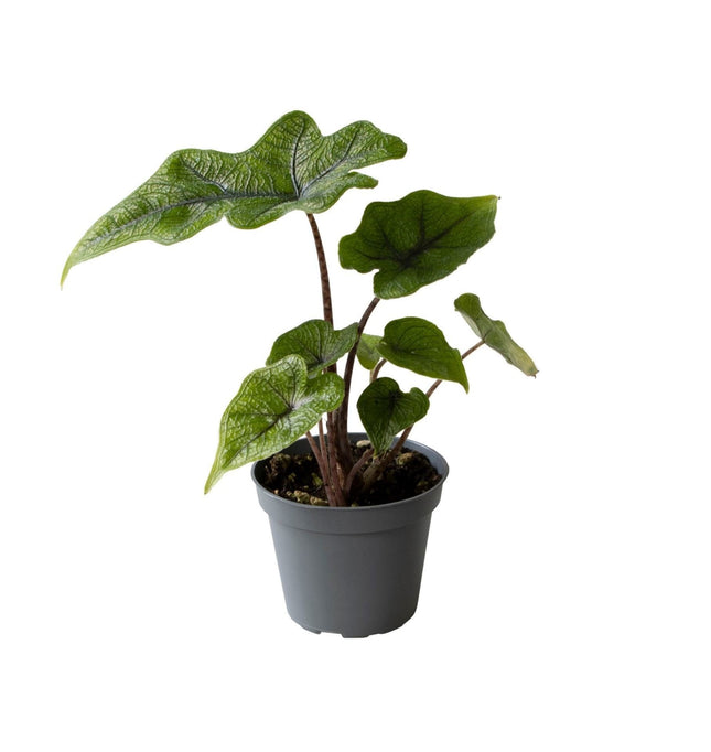 Alocasia Jacklyn - Groen - Tropisch - Ø6cm - ↕10cm