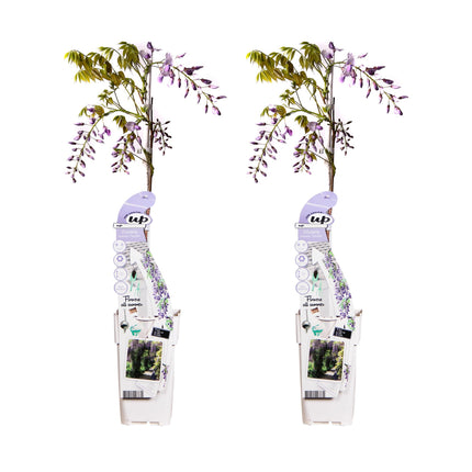 Wisteria sinensis 'Caroline' - Blauwe regen - ↕65cm - Ø15cm - 2x