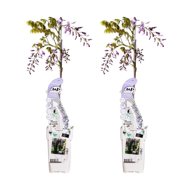 Wisteria sinensis 'Caroline' - Blue wisteria - ↕65cm - Ø15cm - 2x