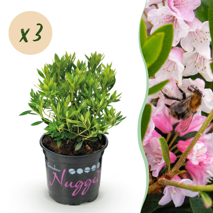 Dwerg Rhododendron - Rhododendron Bloombux Light Pink - Bloeiende Buxus - Licht Roze Bloem - ↕20-25cm - Ø10,5cm - 3x