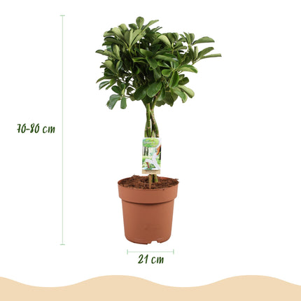 Schefflera Nora – Fingerbaum – ↕70–80 cm – Ø21 cm