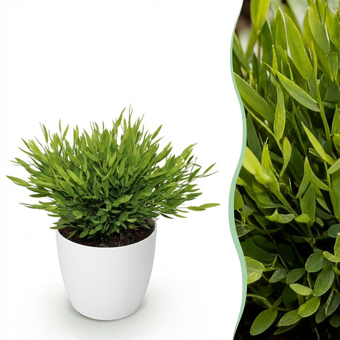 Bamusa Pogonatherum Monica - Bamboegras - met witte plantenpot - ↕20cm - Ø12cm