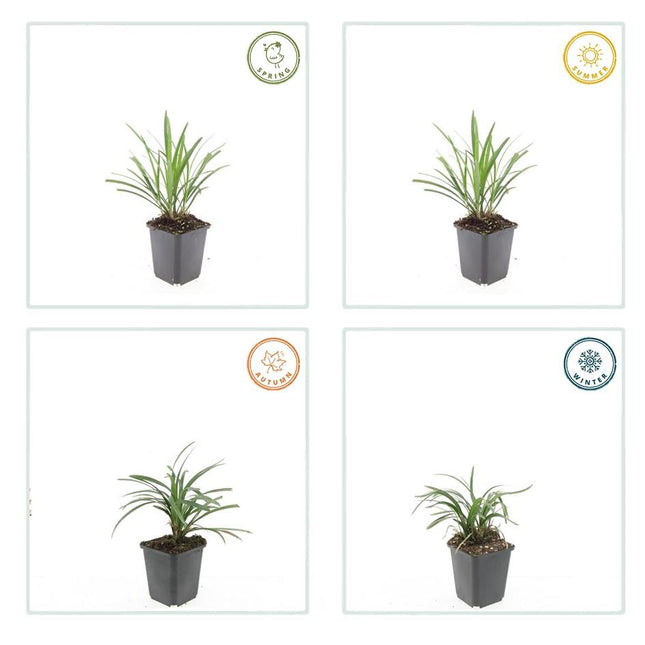 Liriope muscari 'Ingwersen' - Erba giglio - ↕10-25cm - Ø9cm - 12x