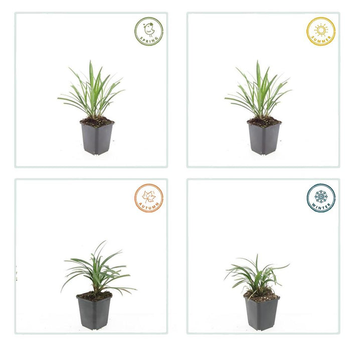 Liriope muscari 'Ingwersen' - Leliegras - ↕10-25cm - Ø9cm - 12x