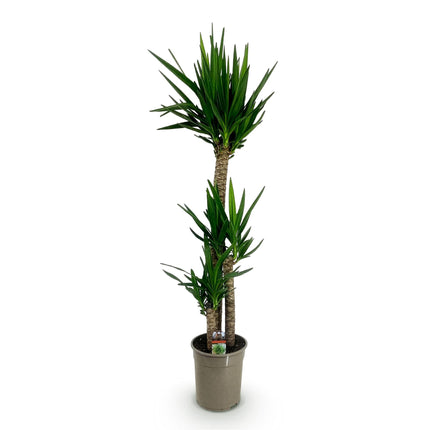 Yucca Elephantipes - ↕140cm - Ø24cm