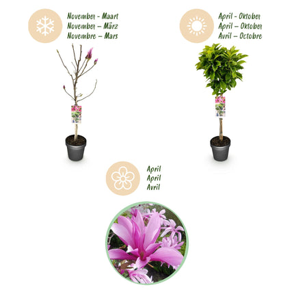 Magnolia Susan - Roze Bloem - ↕90cm - Ø19cm