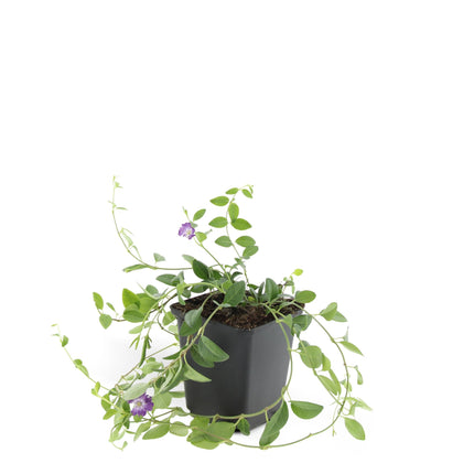 Vinca minor 'Atropurpurea' - Pervinca - ↕10-25cm - Ø9cm - 24x