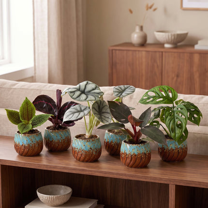 Baby Planten Jungle Mix - Diversen 3x - Tropisch - incl. Copper Reef - Ø6cm - ↕10-15cm