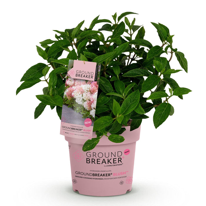 Hydrangea panniculata Groundbreaker Blush - Pluimhortensia - Roze - ↕20-25cm - Ø14cm