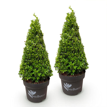 Buxus Pyramide - BetterBuxus Skylight - Resistant tegen de Buxus Schimmel - 2 Planten - Pot 23cm Hoogte 60-70cm