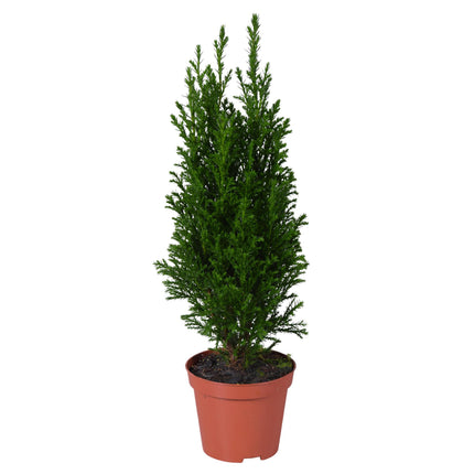 Chamaecyparis lawsoniana 'Ellwoodii' Groen - Cypres - ↕35cm - Ø9cm
