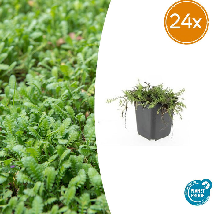 Leptinella squalida - ↕10-25cm - Ø9cm - 24x