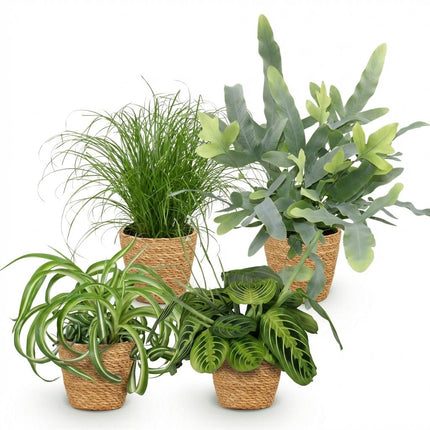 Plantekasse - Chlorophytum - Cyperus - Phlebodium - Marantha - med kurv - ↕25cm - Ø12cm - 4x