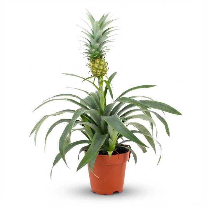 Ananasplant Mi Amigo - ↕35-40cm- Ø12cm