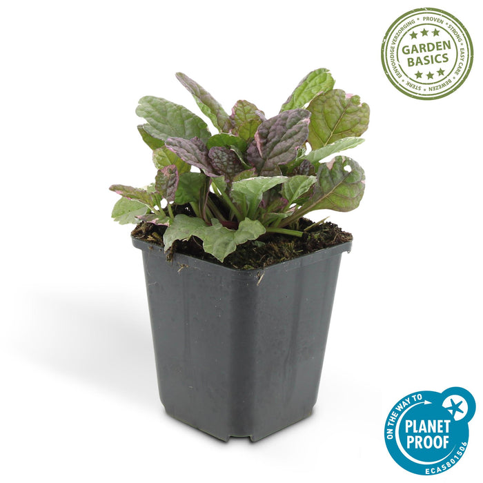 Ajuga reptans 'Burgundy Glow' - Kruipend Zenegroen - ↕10-25cm - Ø9cm - 40x