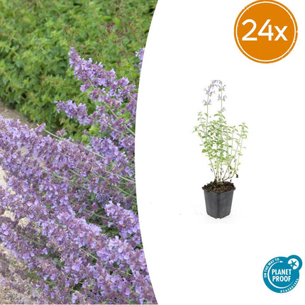 Nepeta 'Walker's Low' - Kattenkruid - ↕10-25cm - Ø9cm - 24x