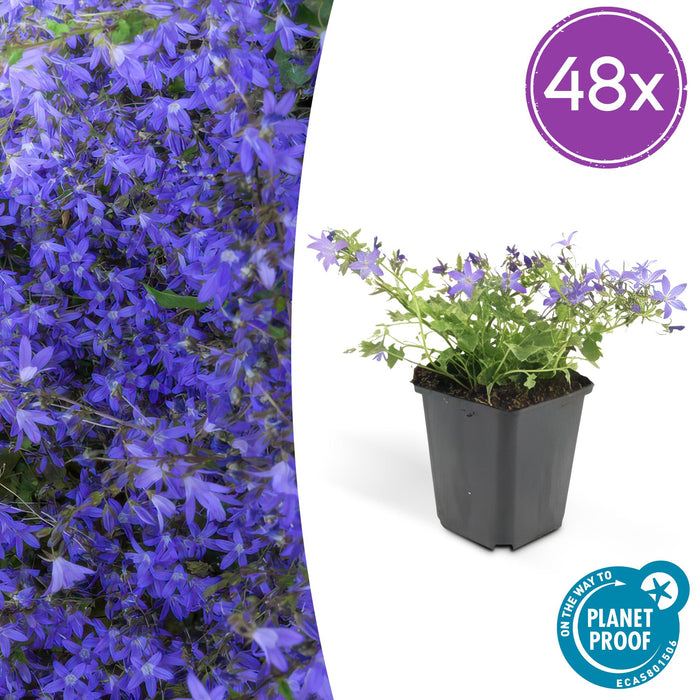 Campanula poscharskyana 'Stella' - ↕10-25cm - Ø9cm - 48x