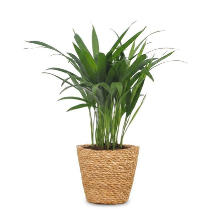 Areca Lutescens - Goudpalm - met Mand - Pot 12cm - Hoogte - 45cm