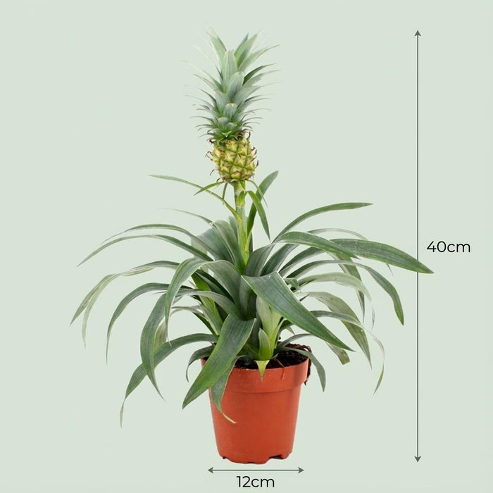 Ananasplant Mi Amigo - ↕35-40cm- Ø12cm