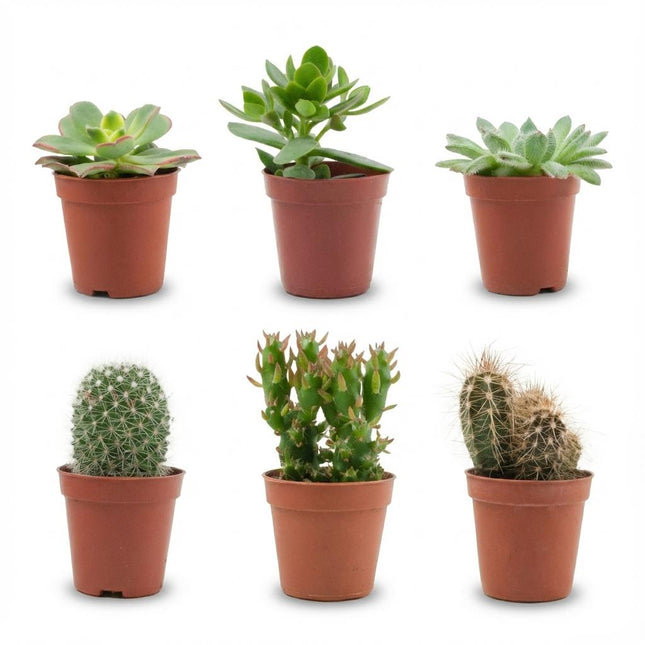 Mix of Real Cacti and Succulents - ↕5-10cm - Ø5.5cm - 6x