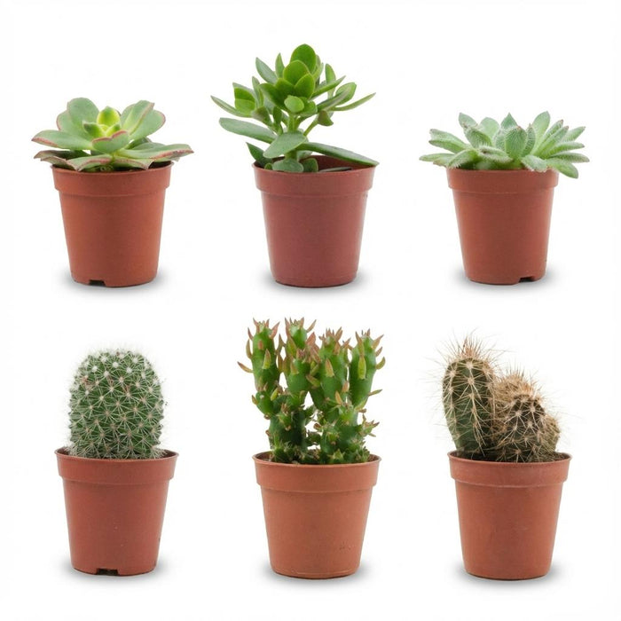 Mix van Echte Cactussen en Vetplanten - ↕5-10cm - Ø5,5cm - 6x