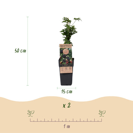 Rubus fruticosus Sempreverde Senza Spine - Pianta di Mora - Senza Spine - Mora - 2 Piante - Vaso da 15 cm - Altezza 50 cm