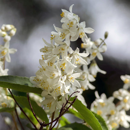 Deutzia Gracilis - Bridal Flower - White Flower - ↕45cm - Ø17cm