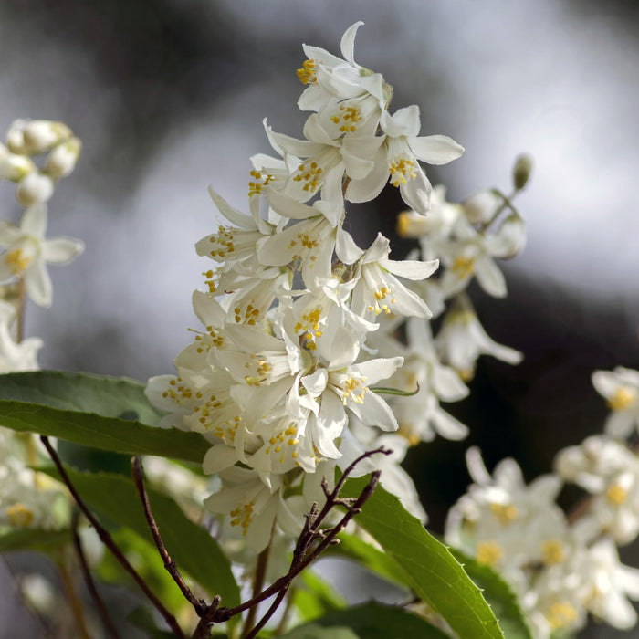 Heesters -  Deutzia Gracilis - Bloem Wit - 1 Plant - Bladverliezend - Weinig Onderhoud - Pot 17cm Hoogte 45cm