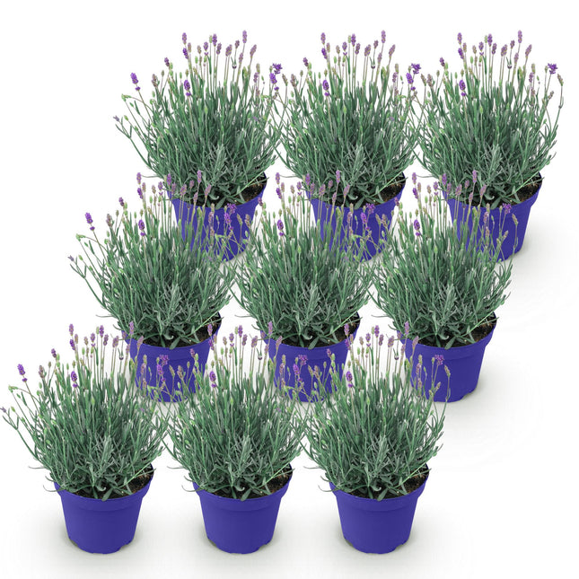 Lavandula angustifolia Hidcote - Lavender - Hardy - Purple - ↕20-25cm - Ø12cm - 9x